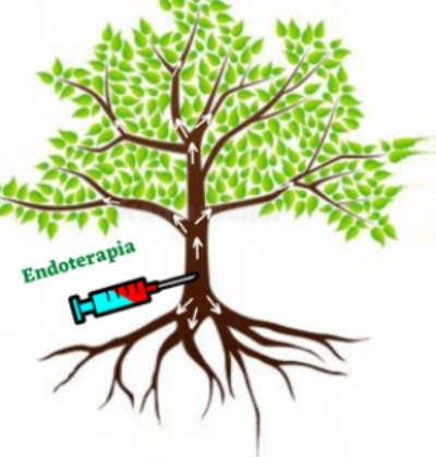 esquema de la endoterapia en el árbol